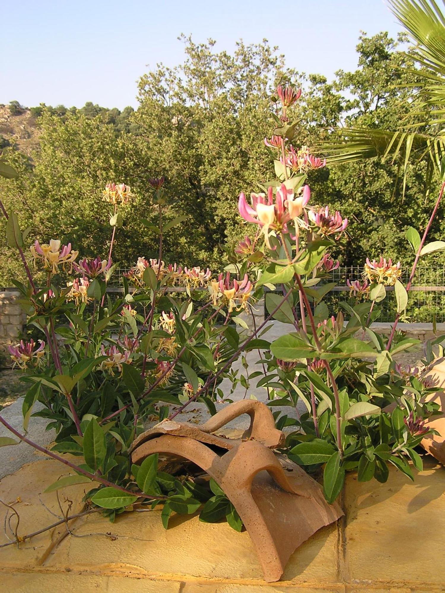 Stratos Villas Kaloniktis Oda fotoğraf